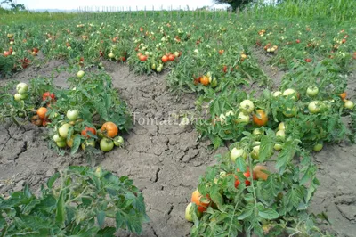 Штамбовые томаты | tomatland.ru