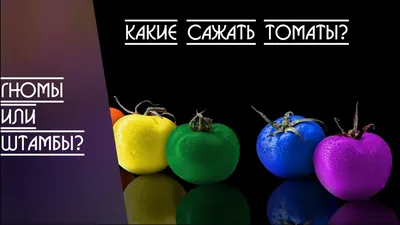 Коллекция семян «Гном томатный» | ОГОРОД.сайт