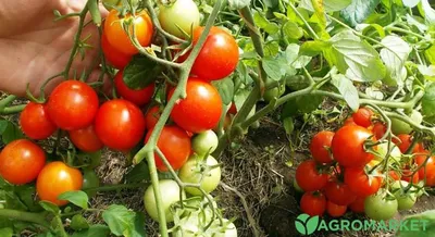 Какие посадить помидоры? Штамбы и гномы в чем разница? - YouTube