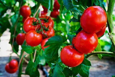 Создание новых форм штамбового томата и их использование в селекции. Статья  научная (@vegetables) - SciUp.org