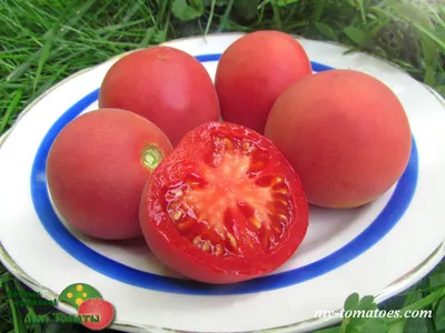 Страница магазина Штамбовые томаты - Мои Томаты