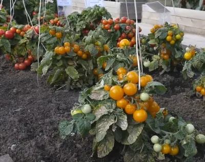 Штамбовые сорта томатов для Сибири, особенности вида