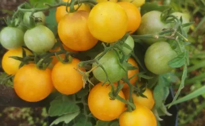 Статья от Dobrodar: Томаты - Какие бывают сорта и виды томатов, и как их  выращивать?