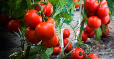 Как различать тип роста томатов? - Томаты Помидоры