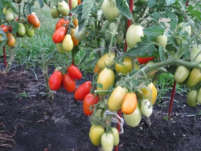 Штамбовые сорта помидоров: что это такое, агротехника выращивания этих  томатов, отзывы, фото