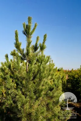 Сосна кедровая сибирская или сибирский кедр (Pinus sibirica) – Питомник  растений СЕЗОНЫ