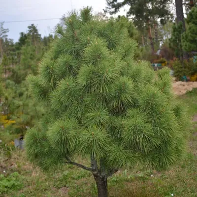 Сосна кедровая сибирская Pinus cembra var. Sibirica | Калужский питомник  растений