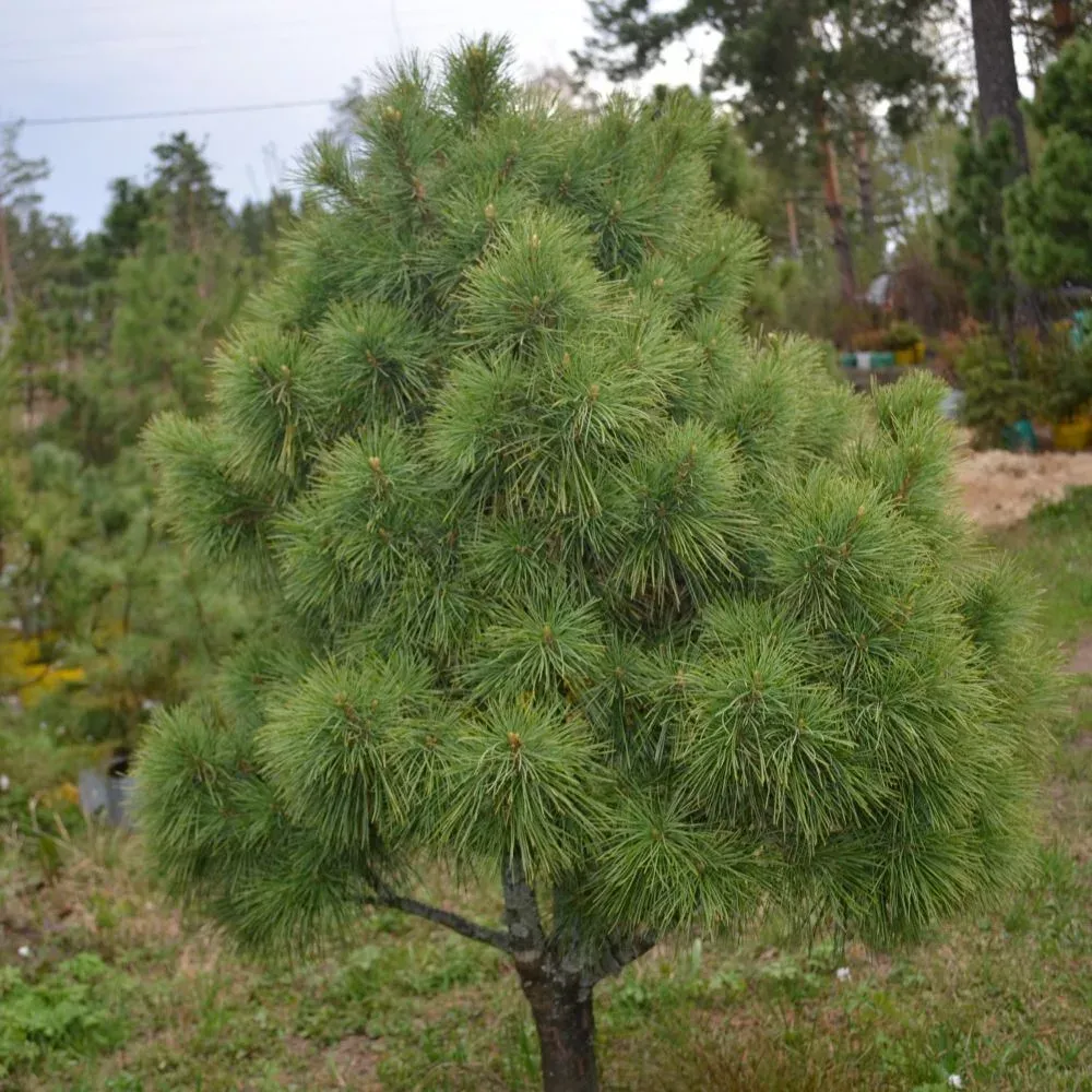 Кедр Сибирский Pinus sibirica. Сосна Сибирская Pinus sibirica. Сосна Кедровая Pinus sibirica. Кедр Сибирский сосна Сибирская Pinus sibirica.