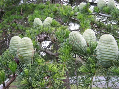 Сосна кедровая сибирская (Pinus sibirica) - Питомник и Садовый центр  Русские Деревья