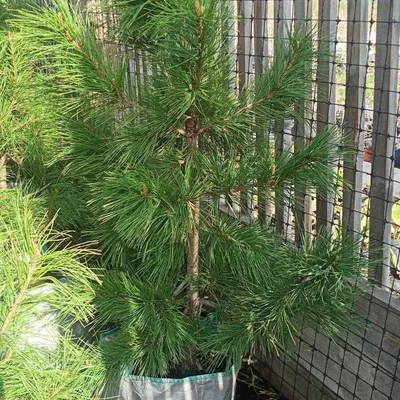 Сосна кедровая сибирская Pinus sibirica в питомнике