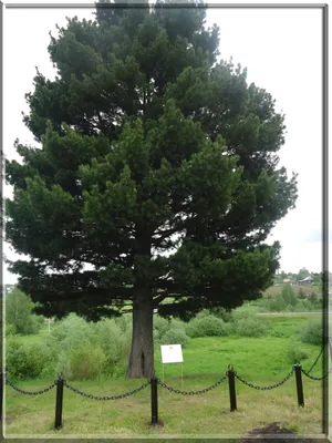 Сосна Сибирская кедровая (Pinus sibirica)