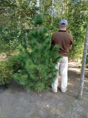 Сосна кедровая сибирская (кедр сибирский) - Pinus sibirica - Саженцы