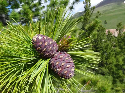 Сосна сибирская, pinus sibirica