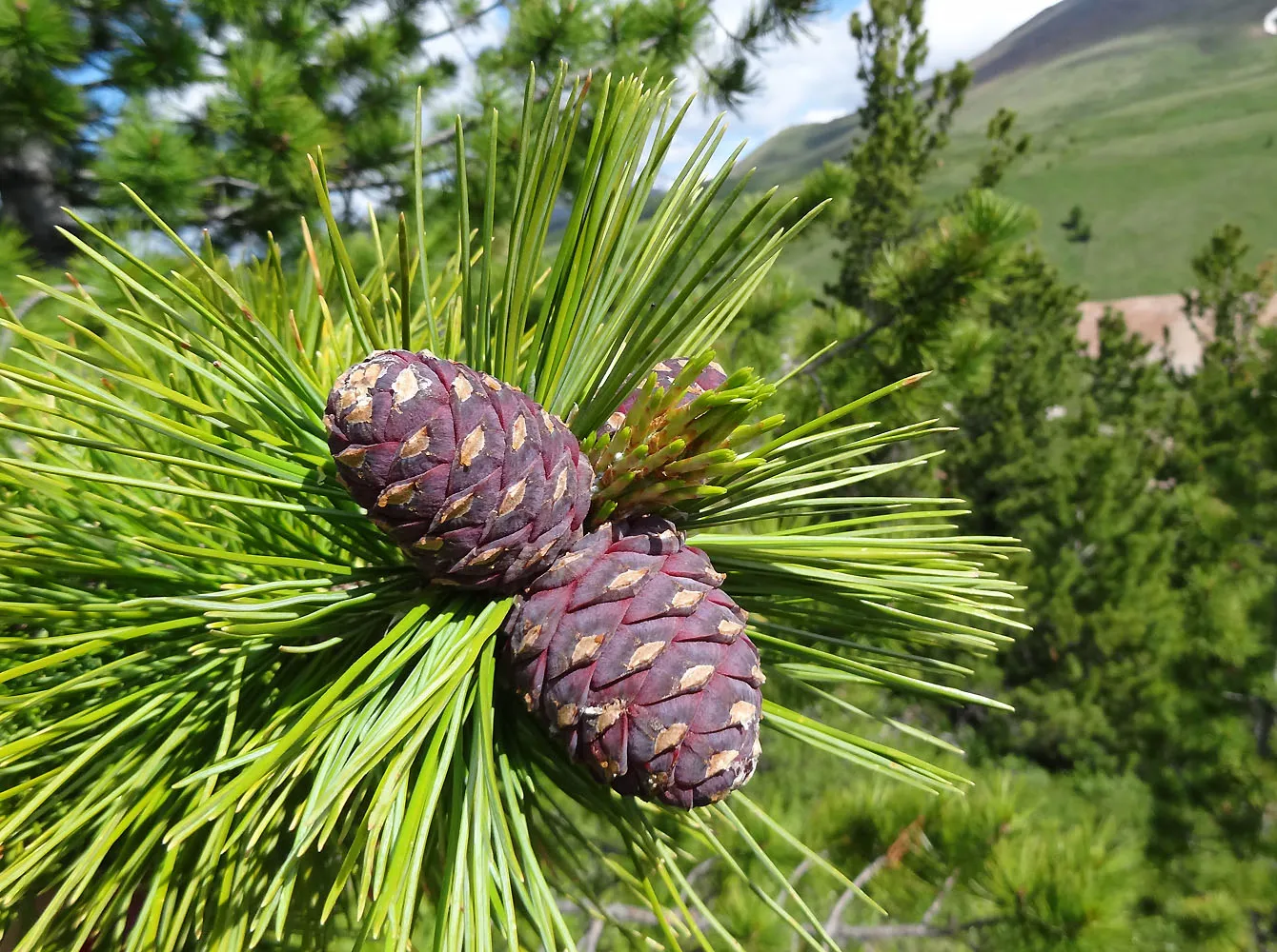 Сибирская сосна растет. Кедр Сибирский Pinus sibirica. Сосна Кедровая Сибирская/Pinus sibirica. Сосна́ Сиби́рская Кедро́вая (Pínus sibírica). Сибирский кедр (Pinus sibirica du Tour).