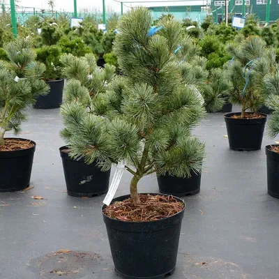 Сосна кедровая сибирская Pinus sibirica в питомнике