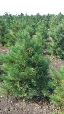 Деревья (крупномер), Сосна обыкновенная (Pinus Sylvestris), Экстра класс,  380-420 см. купить с доставкой по России, в Москву и СПб