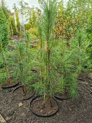 Сосна кедровая сибирская Сосна сибирская Кедр сибирский Pinus sibirica -  купить декоративные и хвойные растения с доставкой по Украине в магазине  Добродар