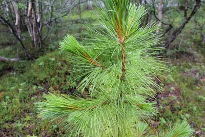 Сосна кедровая сибирская (Pinus sibirica)