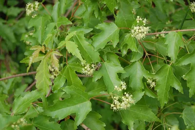 Клен ясенелистный (Acer negundo) 'Aurea' | Декоративные древесные растения  для Сибири | Дзен