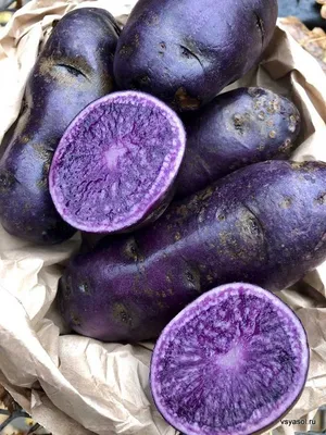 Сорта картофеля с двухцветной кожурой - Сорт картофеля Синяя Клякса (Purple  Blot)
