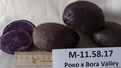 Картофель Фиолетовый 1 кг – купить в питомнике Дирижер Сада