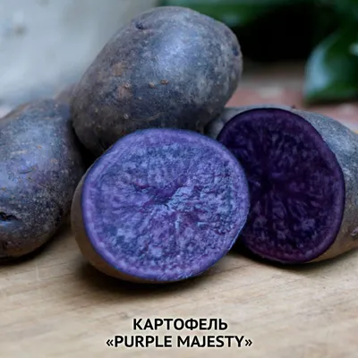 Семена картофеля «Purple Majesty», ТМ OGOROD - 10 семян купить недорого в  интернет-магазине семян OGOROD.ua