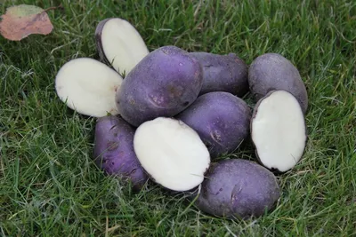 Картошка Vitelotte сине-фиолетовая (ajanhuiri Vitelotte Solanum X Noir  Стоковое Изображение - изображение насчитывающей половинно, овощ: 42923853