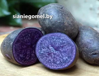 Селекционеры вывели необычную картошку» — создано в Шедевруме