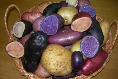 На пике популярности – картофель с цветной мякотью