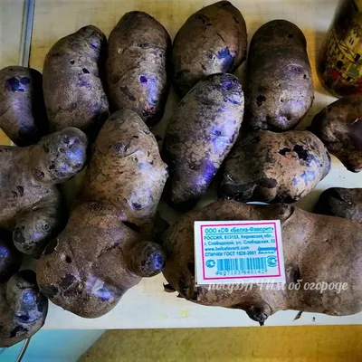 Фиолетовый картофель — преимущества и недостатки по сравнению с  традиционным. Особенности выращивания и приготовления. Фото — Ботаничка