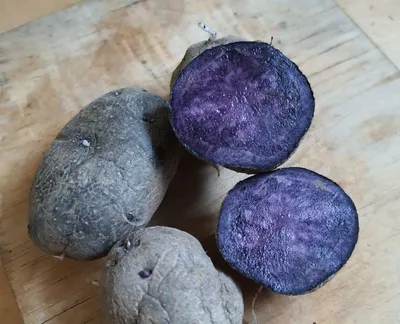 Какая на вкус фиолетовая картошка и стоит ли ее сажать. А главное, по  карману ли такие семена | посуДАЧИм об огороде | Дзен