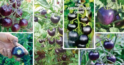 Синие помидоры – новинка в огороде | На грядке (Огород.ru)