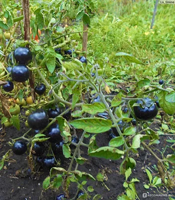 Семена Томат F1 Синяя гроздь НК \"Русский огород\" - «Я вырастила необычные СИНИЕ  ПОМИДОРЫ - но чего мне это стоило! Сравнение с чёрными томатами. Вкус,  нюансы посадки и выращивания. » | отзывы
