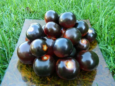 Набор №2: Органические семена томатов с антоцианом 10 упаковок / по  5-7семян, семена помидор | AliExpress