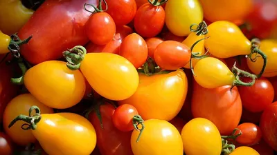 Синие помидоры: проверяем сорт томатов Американский синий