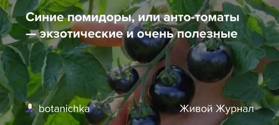 Семена томата Синяя Груша (Blue Pearl) - Pomidorki