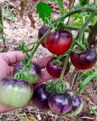 Семена томатов (помидор) Голубое Золото купить в Украине | Веснодар