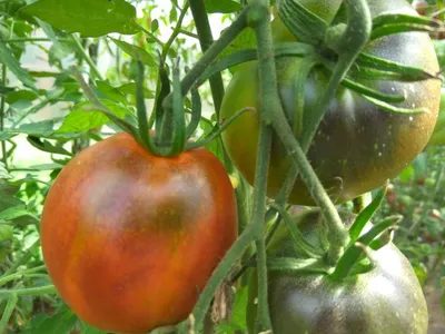 Какие помидоры выбрать для салата и консервации - EKaraganda.kz