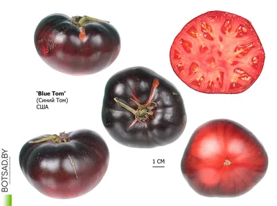 Томаты Сибирский сад томаты Сибирская коллекция - купить по выгодным ценам  в интернет-магазине OZON (826692237)