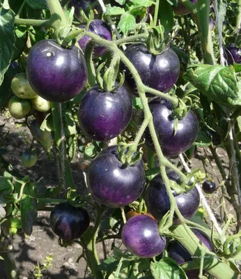 Вы выращиваете синие помидоры? Лучшие сорта томатов экзотического цвета |  Цветок в доме | Дзен