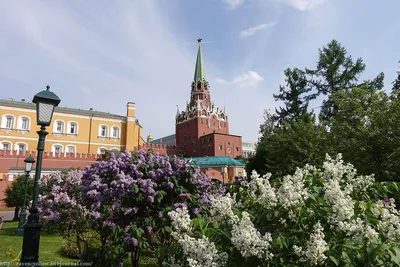 Сирень в Александровском саду