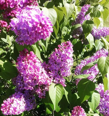 Сирень в ботаническом саду МГУ, Lilacs (Syringa) in the Bo… | Flickr