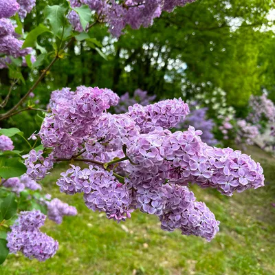 Сирень в ботаническом саду МГУ, Lilacs (Syringa) in the Bo… | Flickr