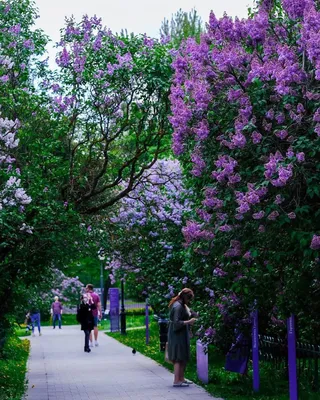 Благоухающий парк в Москве, где растет МНОГО сирени