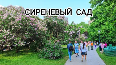 Сиреневый сад продолжает радовать жителей и гостей города Твери | ТОП Тверь  новости