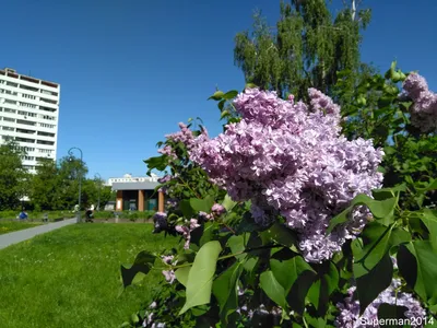 Сиреневый сад - маршрут прогулки и свадебной фотосессии