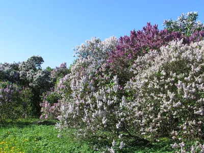 Сиреневый сад — Википедия