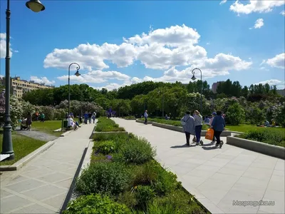 Сиреневый сад - уникальный парк сирени в Москве