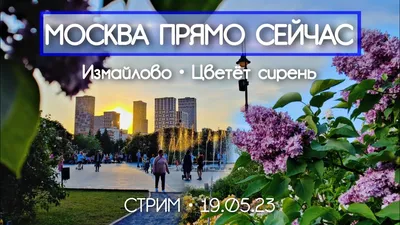 Сиреневый сад. Москва цветущая! | Бурова обо всем | Дзен
