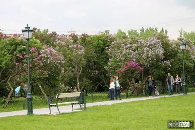 Сиреневый сад , Москва - «Благоуханный уголок» | отзывы